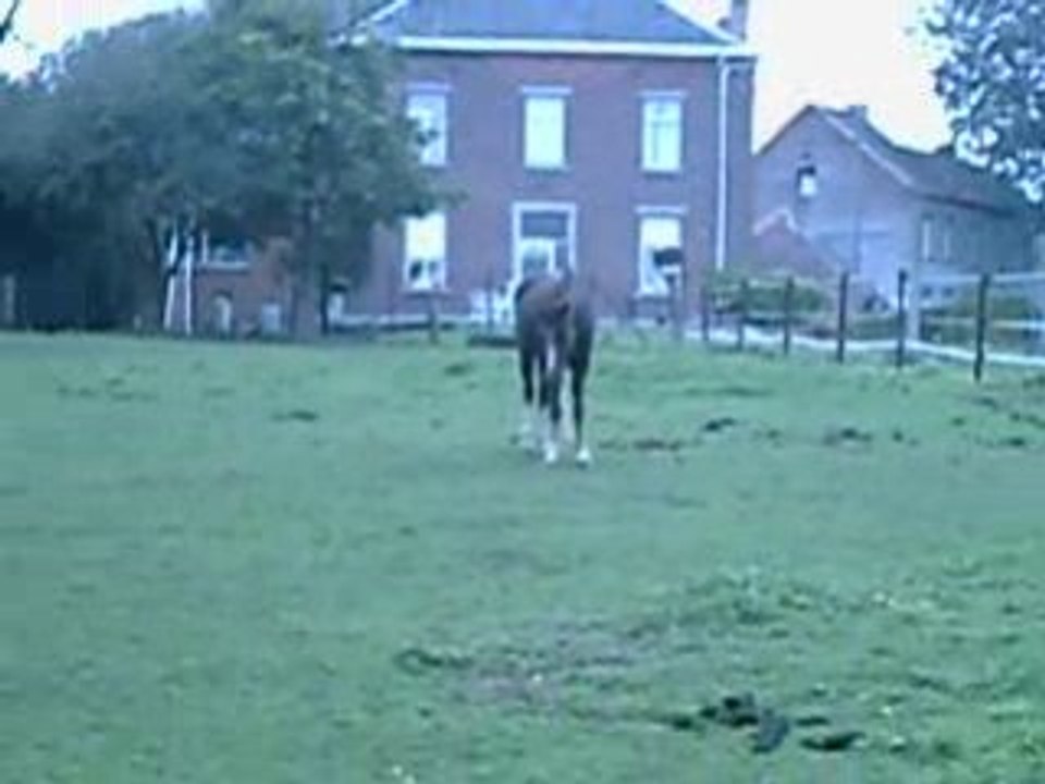 les chevaux