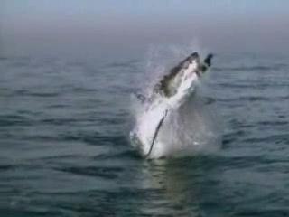 Un requin blanc attaque un phoque