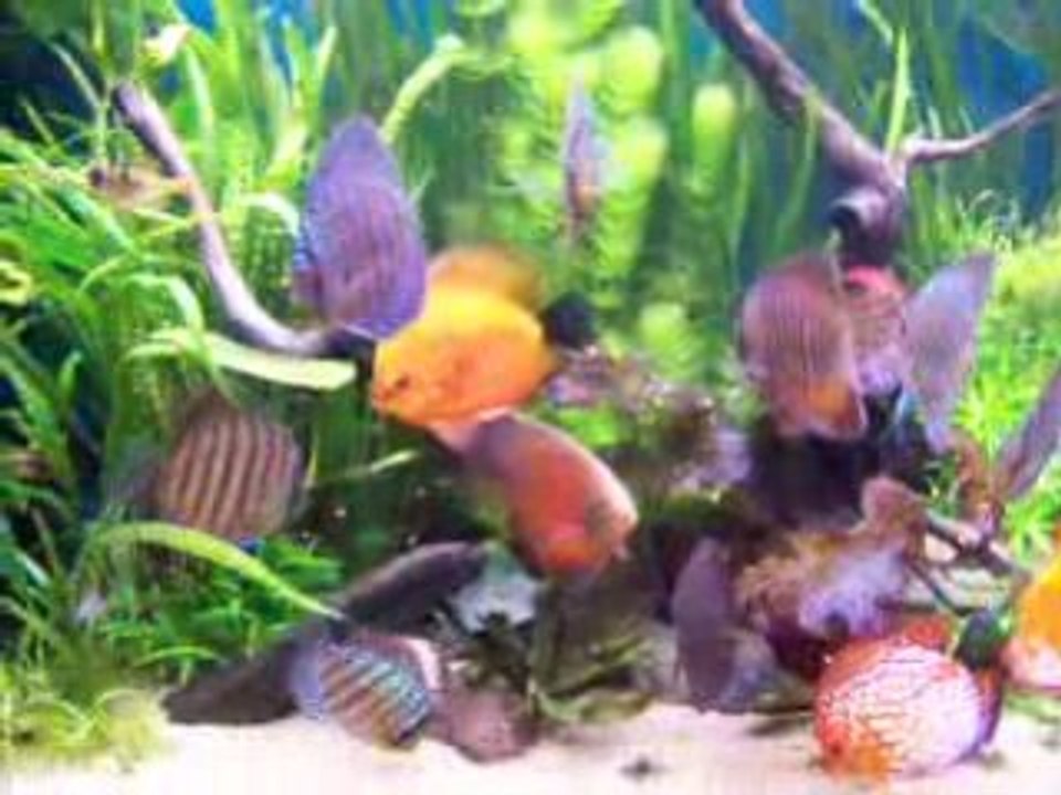 Discus qui mangent