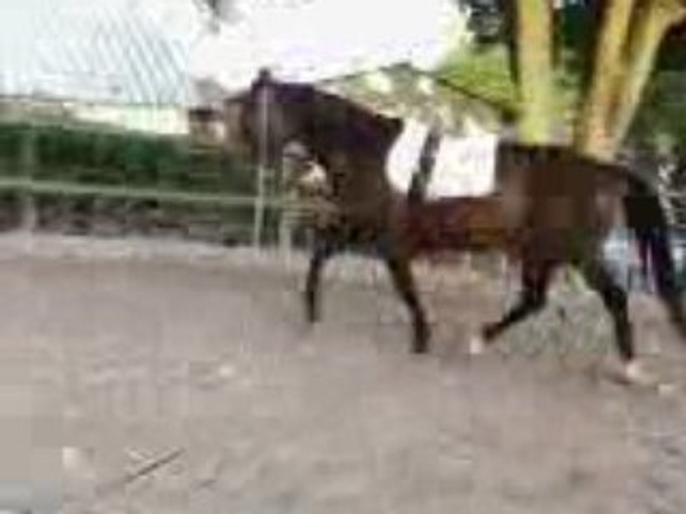 Trot main gauche