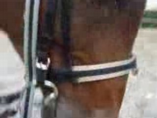 Bave + secouage de longe