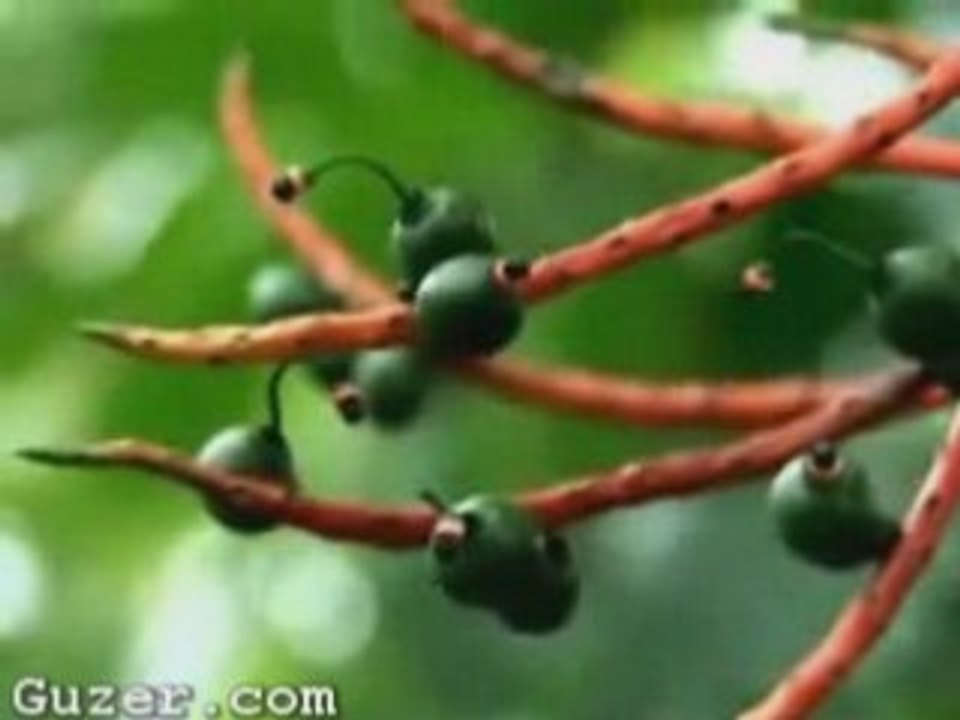 Plants_eyes