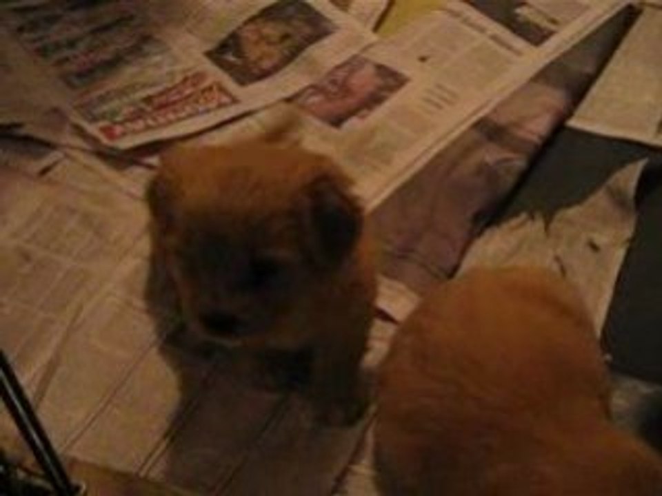 Chiots