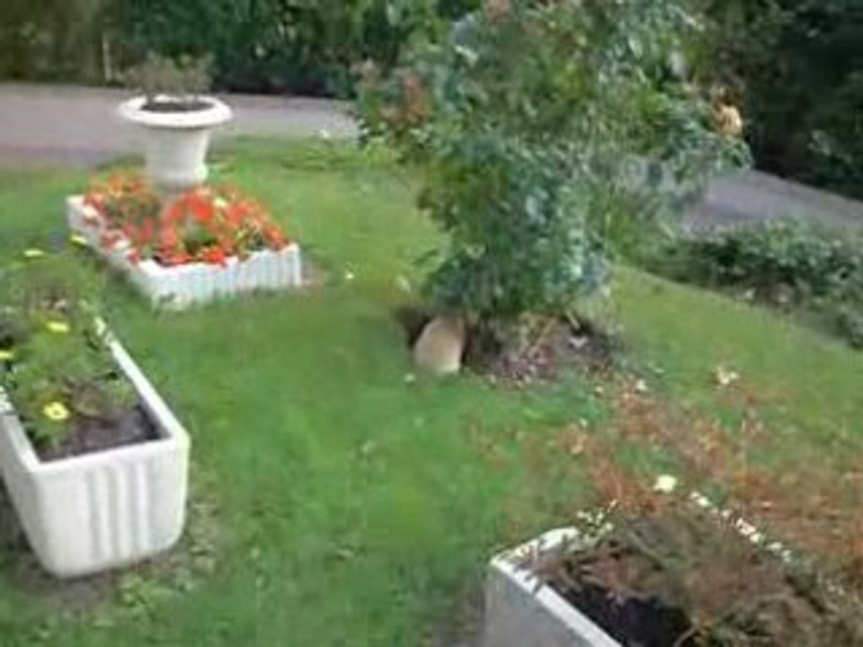 Partie de cache-cache