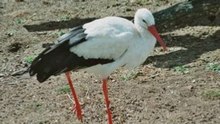 Cigogne blanche N