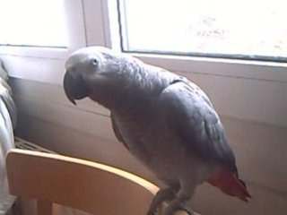 Miko dit "attention tu touches pas ok"