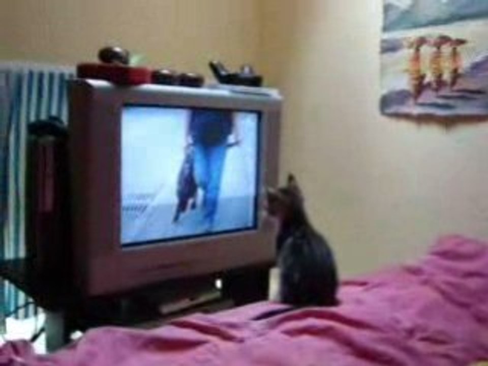 Thuan devant 30 millions d'amis , il adore ca !