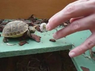 J'aime pas les fleurs de trefle