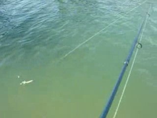 Jojollon en plomb palette