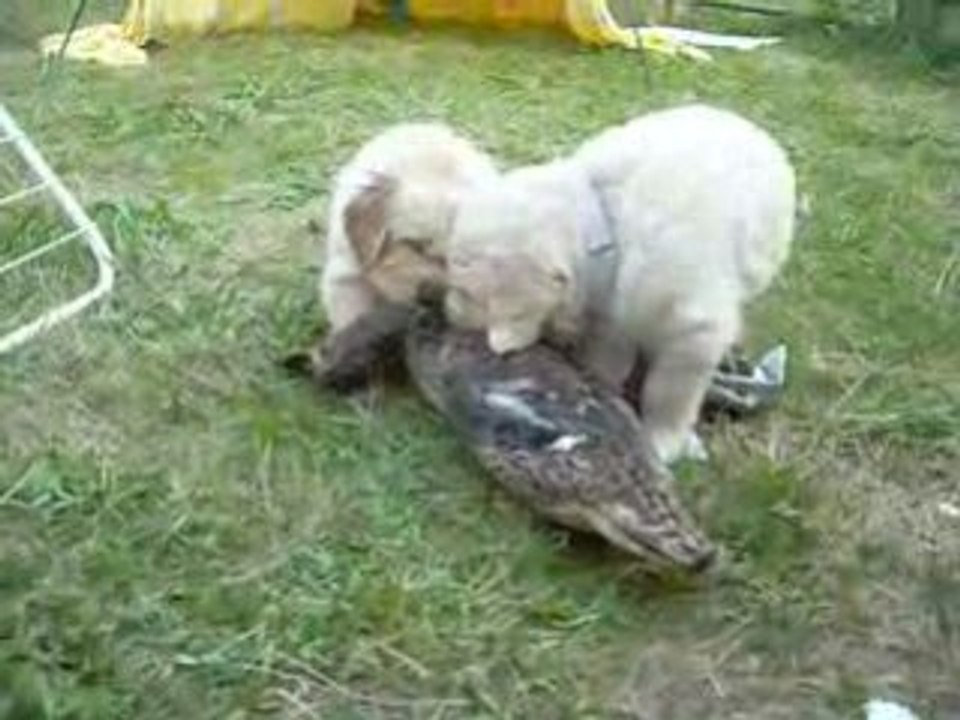 Canard des chiots