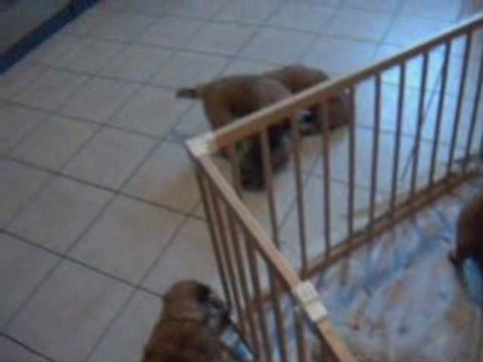 souvenirs de la portée de thaïna