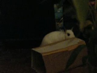 Gribouille l'explorateur