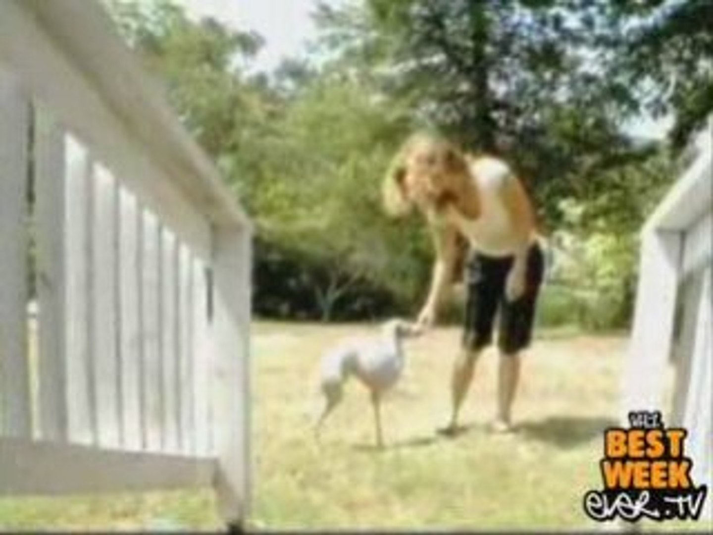 ICYMI - AMAZING! - Dominic the Two Legged Dog on Oprah! - video Dailymotion
