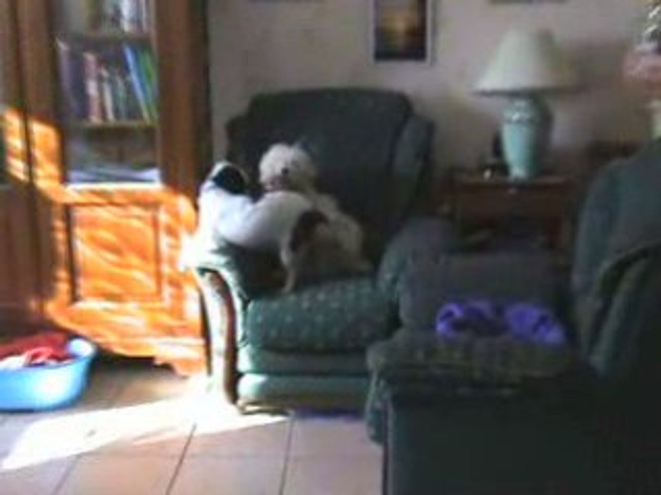 ducky et son copain droopy