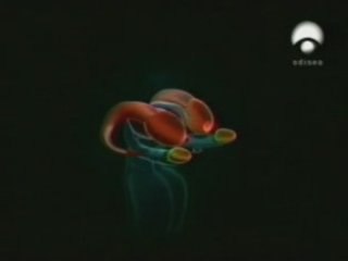 Neurobiologia de los opiaceos