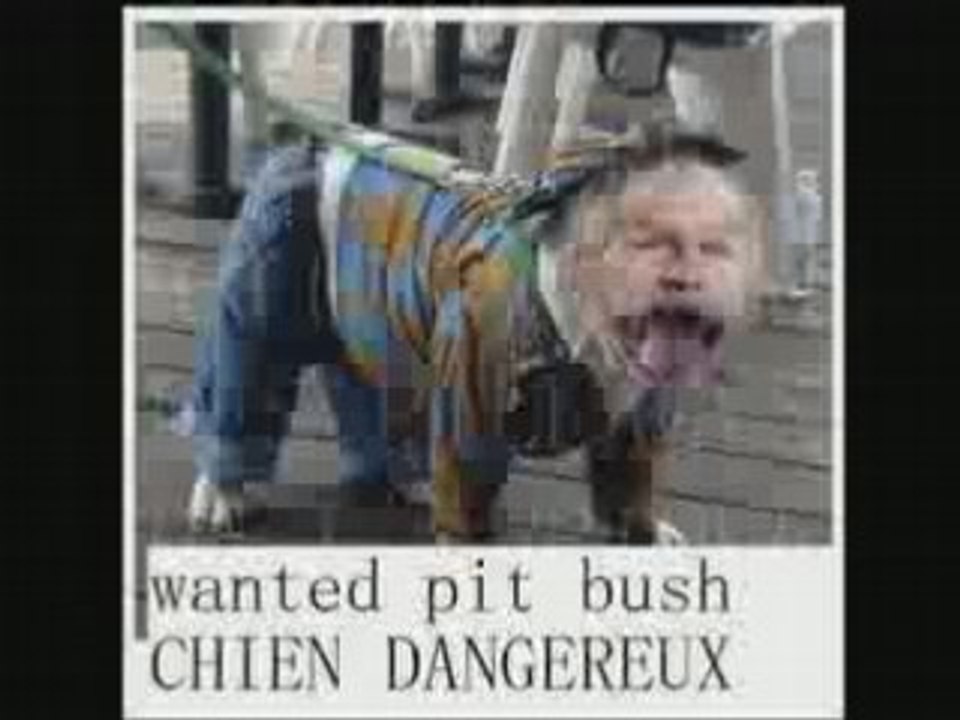 PIT BUSH LE CHIEN LE PLUS DANGEREUX AU MONDE (MANDATDARRET)