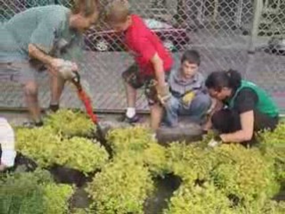 La plantation