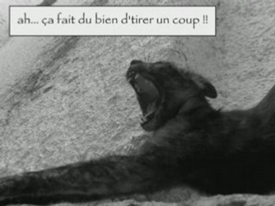 COSMOCATS