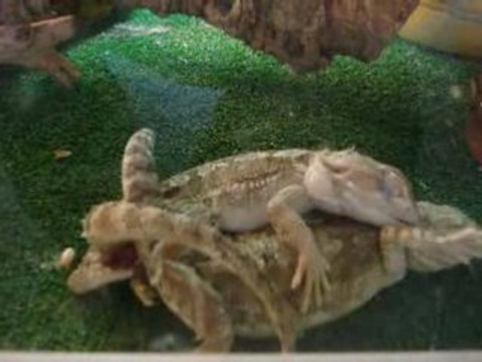 Accouplement de pogona henrylawsoni
