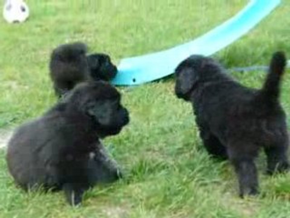 bébés du domaine d'ainos