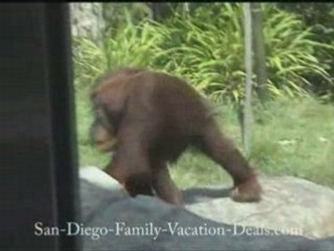 San Diego Zoo Giraffes, Elephants and Even Mating Season