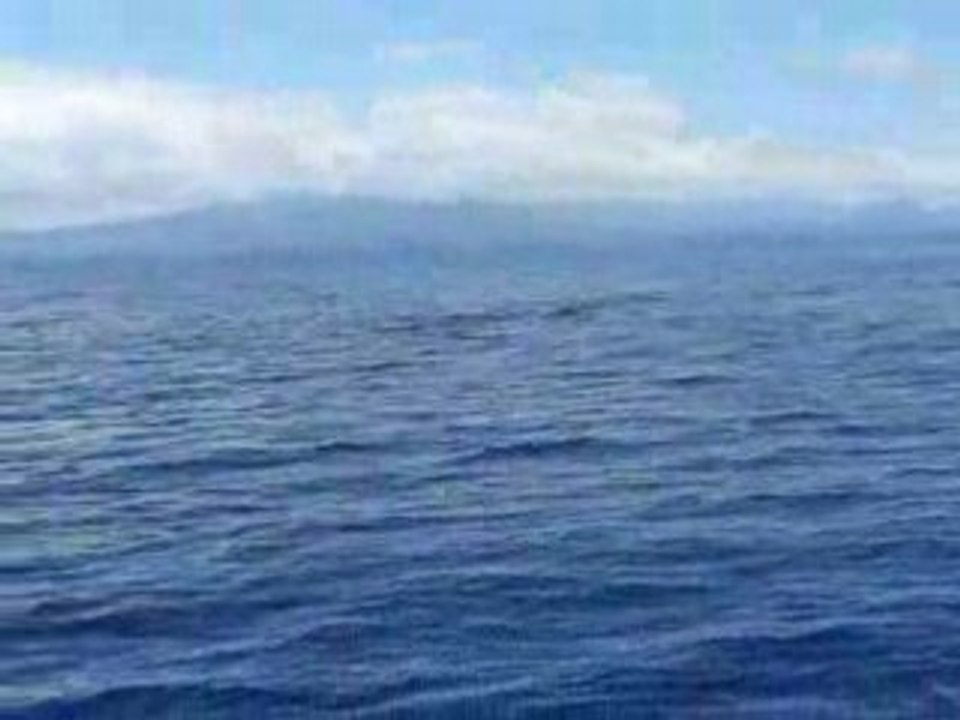 Globicephales dans le lagon de Poindimie #3