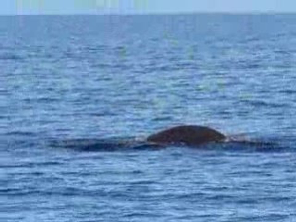 Globicephales dans le lagon de Poindimie #4