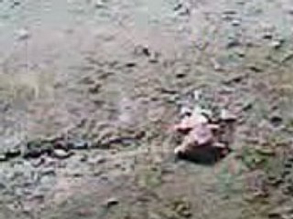 Roro videos