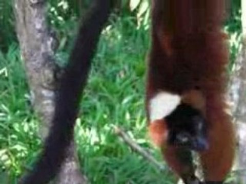 Lemuriens à Madagascar part1