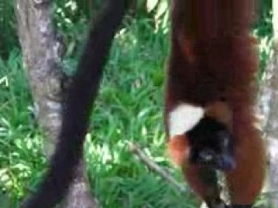 Lemuriens à Madagascar part1