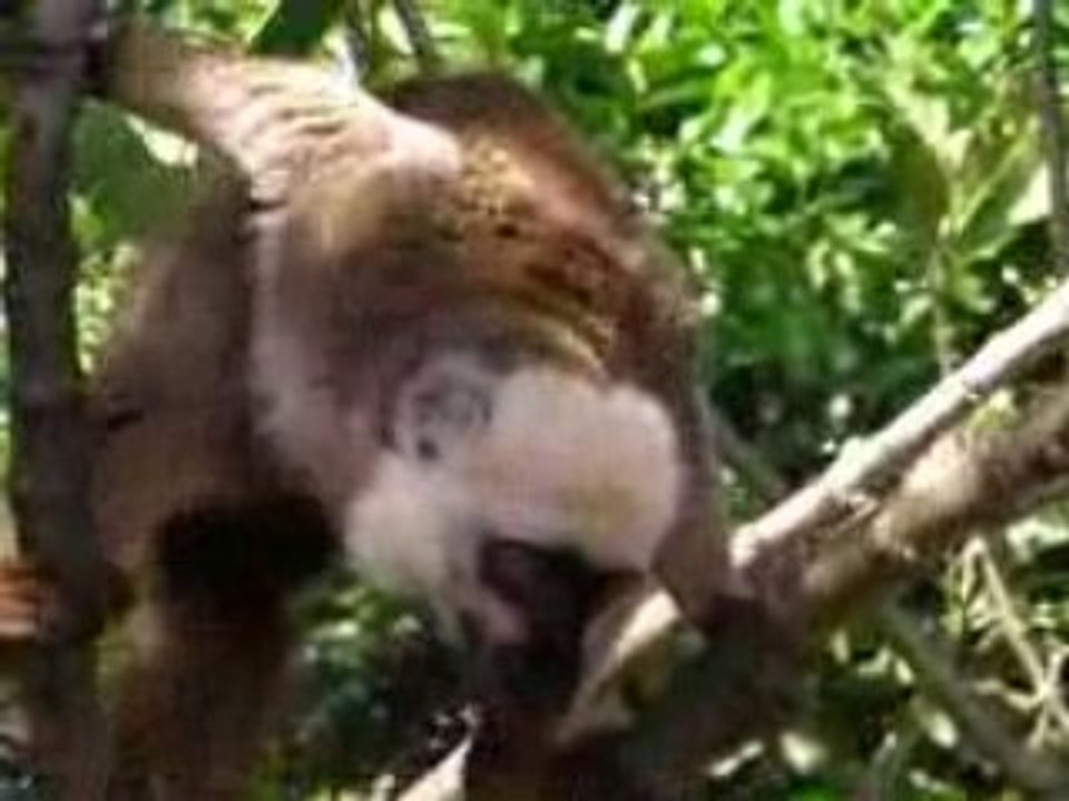 Lemuriens à Madagascar part2