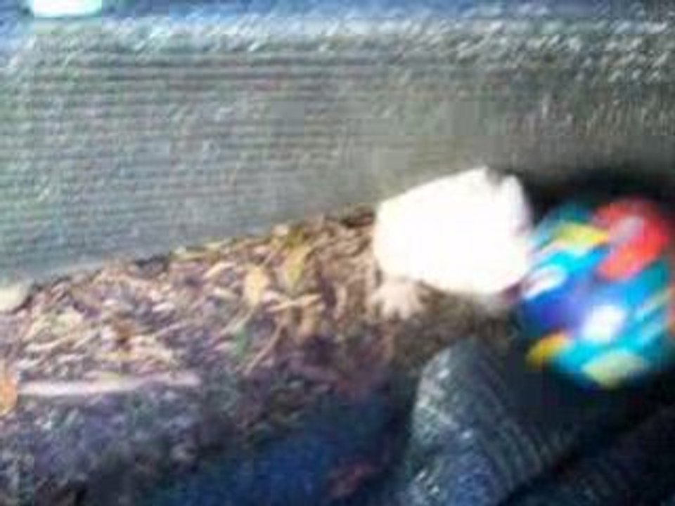 Furet 6