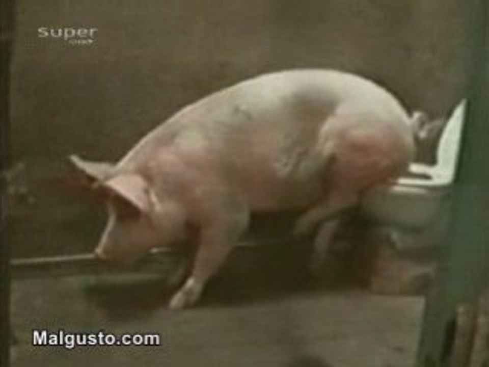 Un cochon sur le pot !