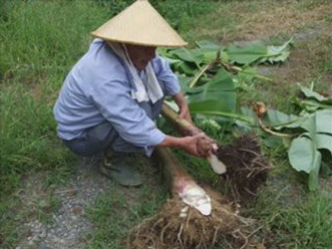 Grafting mature banana plants_0001