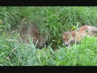 Renardeaux à la tanière (printemps 2007 - Valloire)
