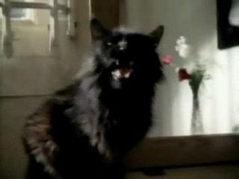 Stevie Ray Vaughan - Superstition