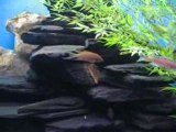 TANGANYIKA CICHLIDS LAMPROLOGUES part3
