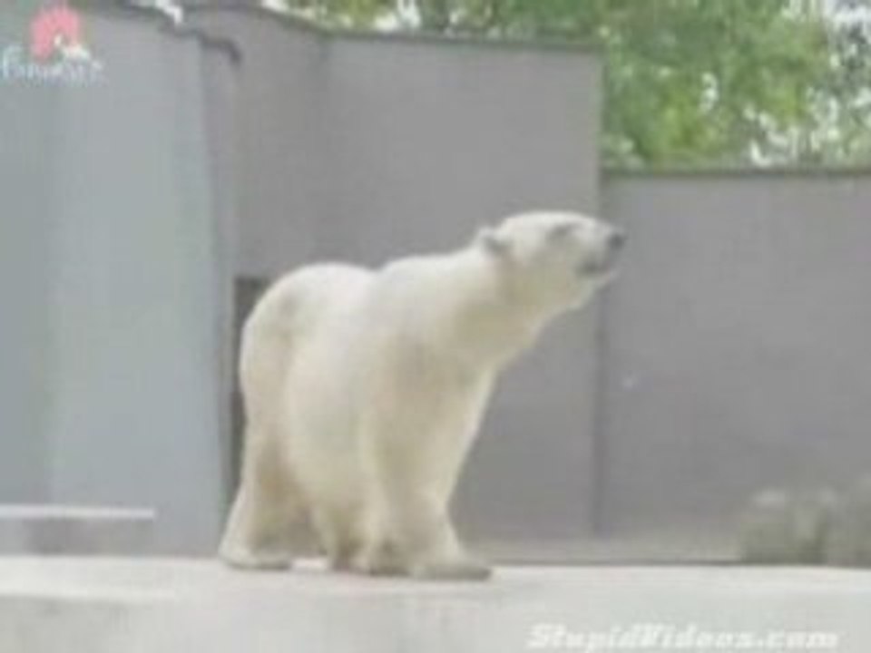 Dancing_Polar_Bear