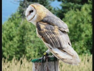 Chouette effraie des clochers