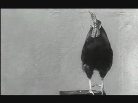 Le coq de la Gaumont !! Alice Guy