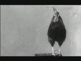 "Le coq  de la Gaumont"!! Alice Guy