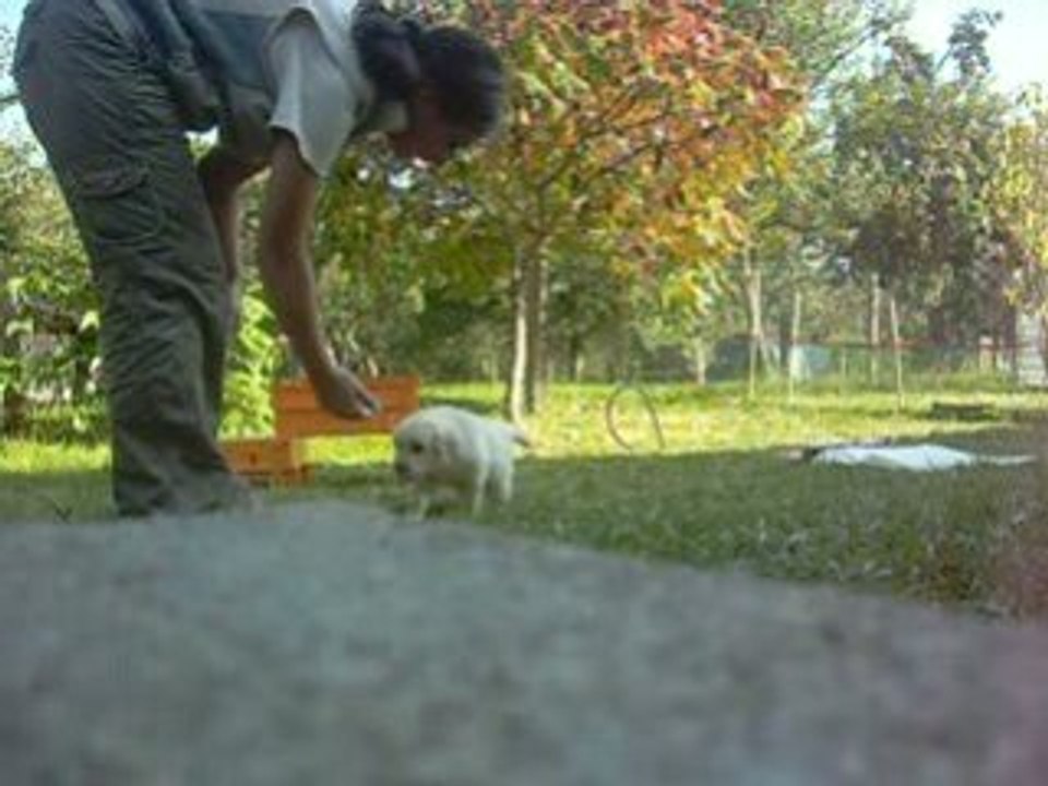Daika.agility