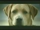 Funny COmmercials with Pets