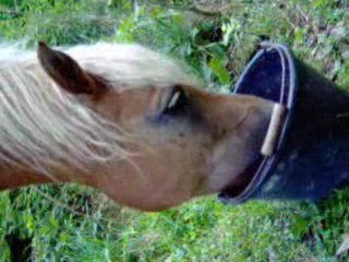 haflinger bruit granulé