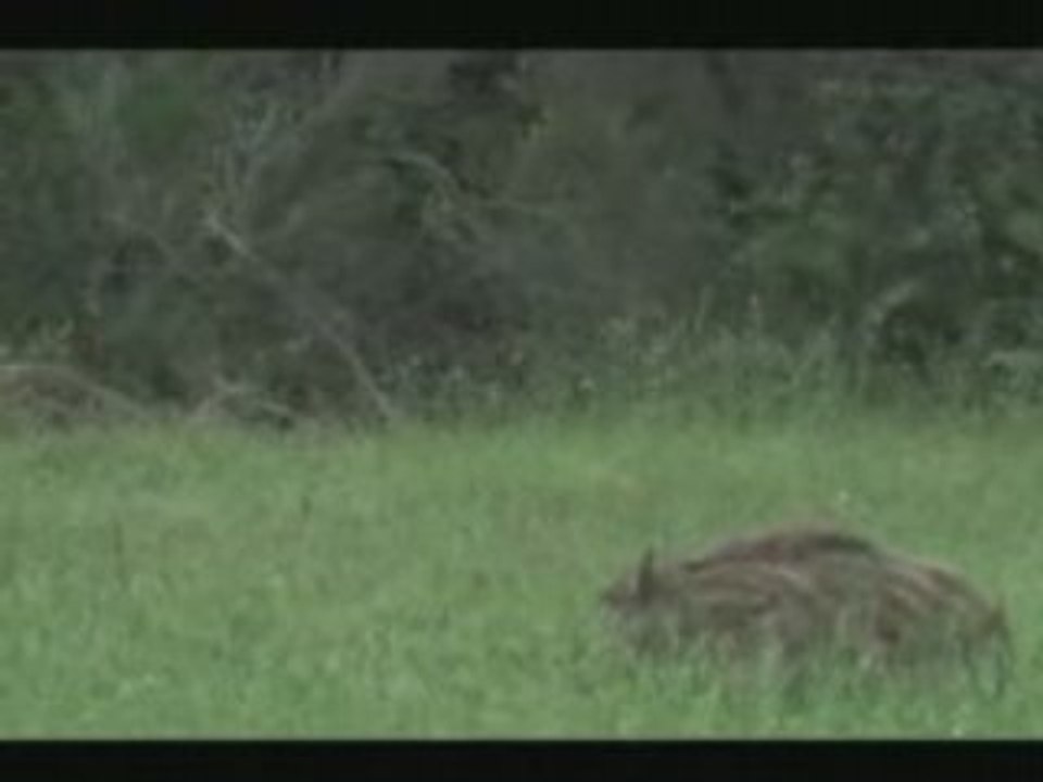 Quand le Cerf...Marcassins