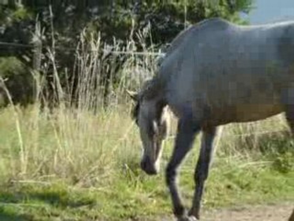 Quiero au pré avec le chien
