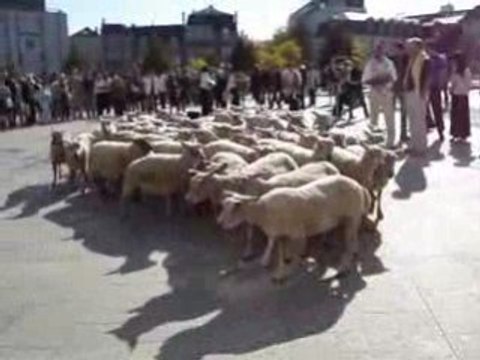 FETE DES VENDANGES CHARTRES 3
