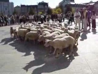 FETE DES VENDANGES CHARTRES 3