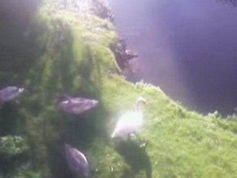 les ragondins a sedan 2