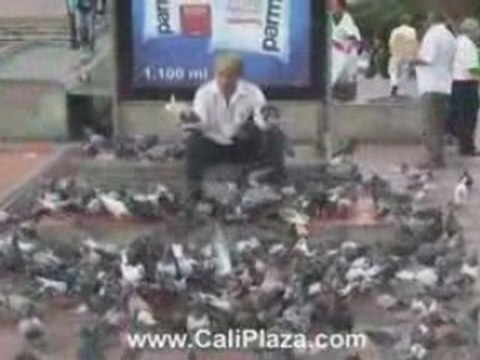 Cali Colombia Hotels - Birds on Mans Head in Cali River Park